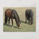 Recherche de deux chevaux cartes postales Herbe