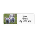 Zoek naar varkens etiketten Fotografie