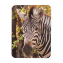 Recherche de zèbres magnets Africain