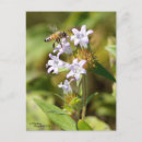 Recherche de apiculture cartes postales Abeille miel