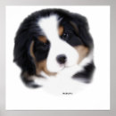 Recherche de berner sennenhund posters Chiot
