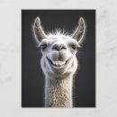 Zoek naar lama briefkaarten Alpaca