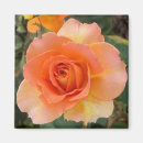 Recherche de abricots magnets Rose