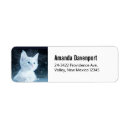 Recherche de chaton photographie Félin