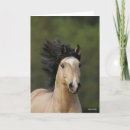 Zoek naar welsh pony kaarten Ras