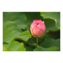 Recherche de kenilworth posters Naturel