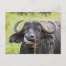 Recherche de buffle africain cartes postales Faune