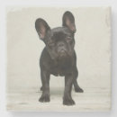Zoek naar bulldog onderzetters Puppy