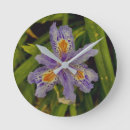 Recherche de violettes horloges Nature