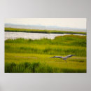 Recherche de volants posters Oiseaux