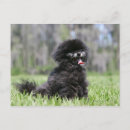 Recherche de pomeranians cartes postales Loulou