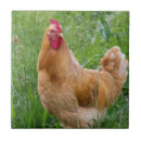 Recherche de poules carreaux Campagne