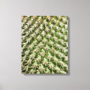 Recherche de macro photographie Cactus