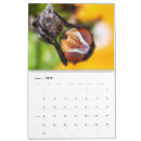 Recherche de macro photographie Insectes