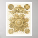 Recherche de haeckel posters Mer