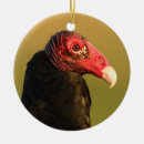 Recherche de vautour Amoureux des animaux