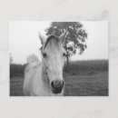 Recherche de petite ferme cartes postales Cheval