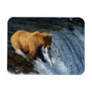 Recherche de alaska magnete Saumon