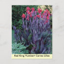 Recherche de canna cartes postales Fleurs
