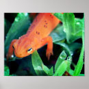 Recherche de salamandre posters Photographie