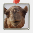 Recherche de chameaux ornements Animal