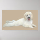Recherche de chien de caniche posters Canicules