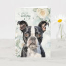 Zoek naar boston terriers kaarten Huisdieren