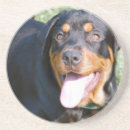 Recherche de rottweiler dessous de verres Chien