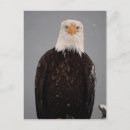 Zoek naar roofvogels briefkaarten Fauna