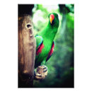 Recherche de oiseau exotique posters Aviaire