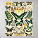 Recherche de adolphe millot posters Nature