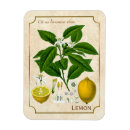 Recherche de fruit magnete Cru