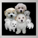 Zoek naar bichon frise kunst Puppies
