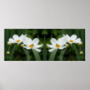 Recherche de fleurs blanches marguerite posters Botanique