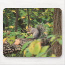 Recherche de écureuil tapis souris Forêt
