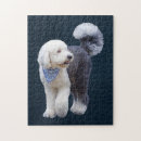 Zoek naar poodle puzzels Hond