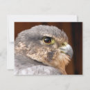 Recherche de rapaces vœux cartes Oiseau de proie