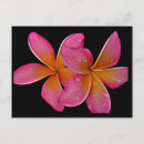 Zoek naar plumeria briefkaarten Bloemen