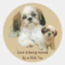 Recherche de shih tzu dog autocollants Chien
