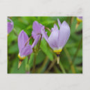 Recherche de fleurs de crocus cartes postales Botanique