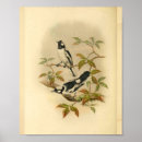 Recherche de ornithologie posters Vintage