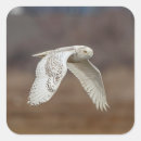 Zoek naar vogels tijdens vlucht stickers Natuur