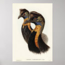 Recherche de cassowary posters Nature