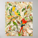 Recherche de oiseau exotique posters Coloré