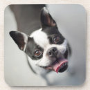 Recherche de bouledogue francais dessous de verres Sourire