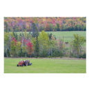 Recherche de tracteur vert posters Ferme