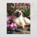 Recherche de siamois chat vœux cartes Vous