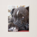 Recherche de pitbull puzzles Chien