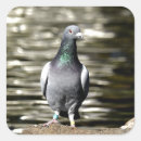 Recherche de pigeons autocollants Nature