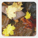 Recherche de feuille morte autocollants Nature